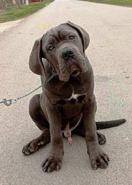 Cane-Corso-štenci