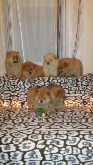 Chow-chow-cau-cau-stenad