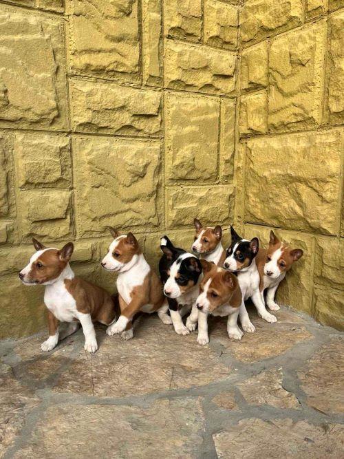 BASENJI-Štenci
