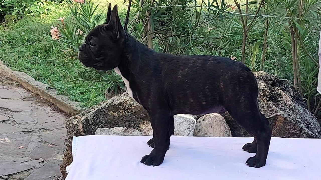 Francuski-Buldog