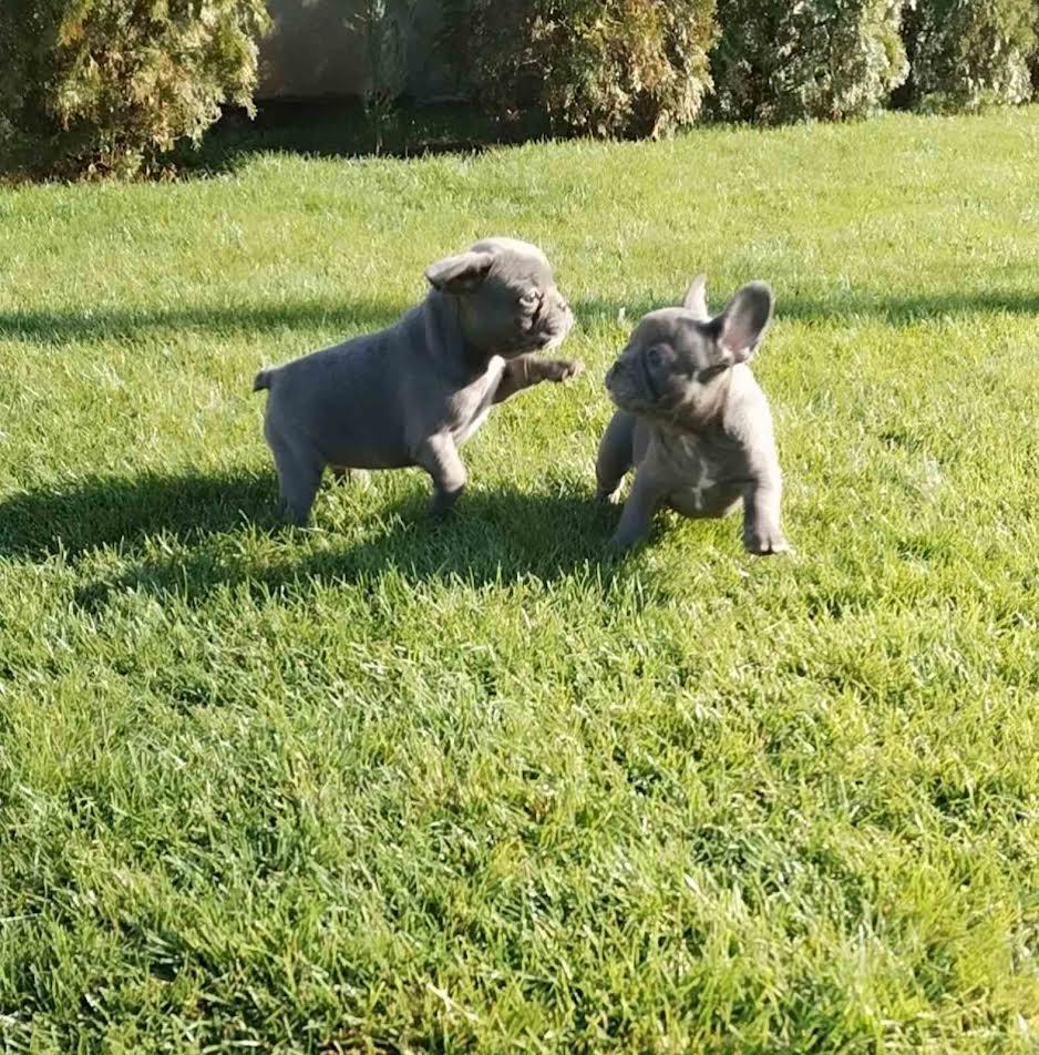 Francuski-buldog