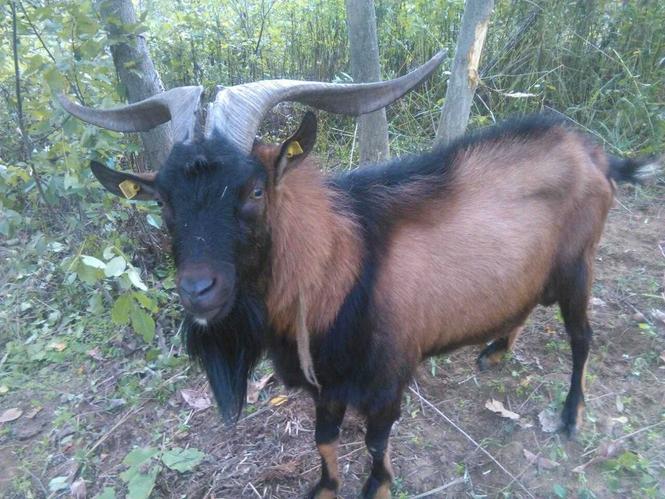 Jarce i jariće 