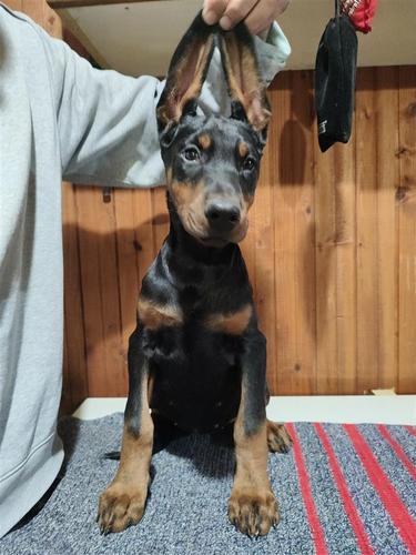Štenci Dobermana
