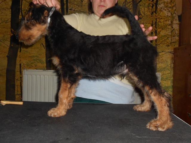 Erdel-terijer-štenad