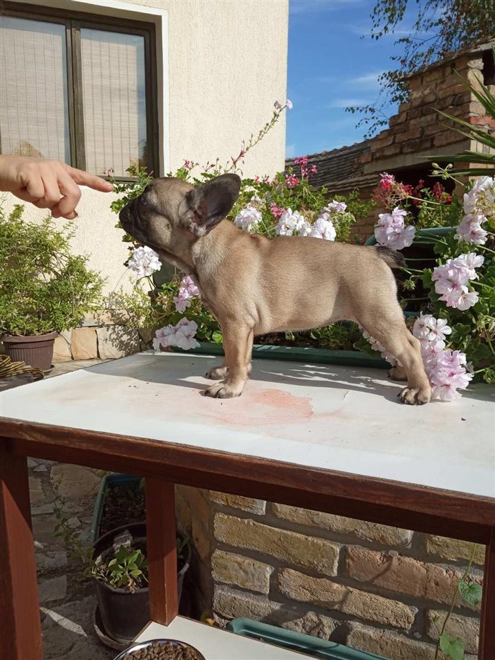 Francuski-buldog-štenci