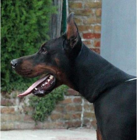 Doberman za parenje