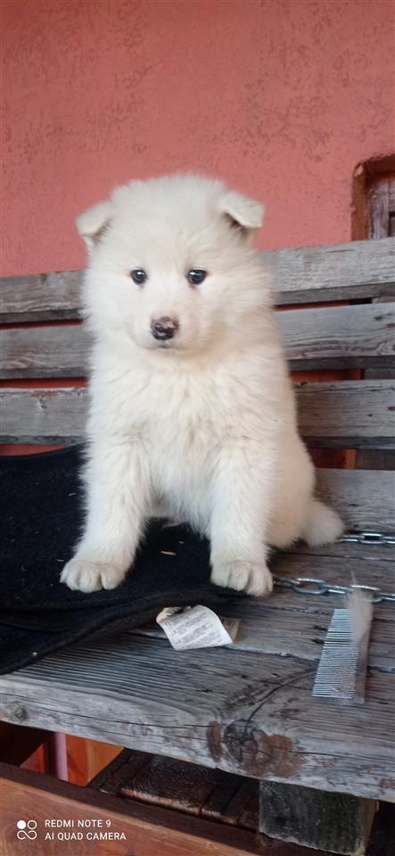 Samojed