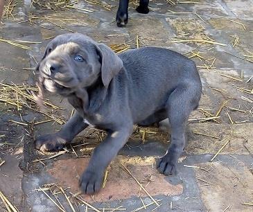 Cane-corso-štenci