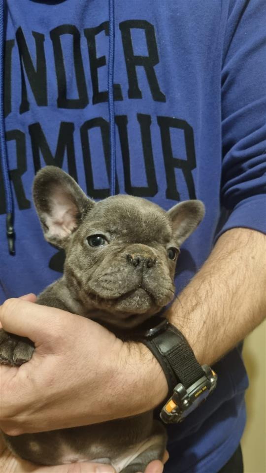 Francuski-Buldog