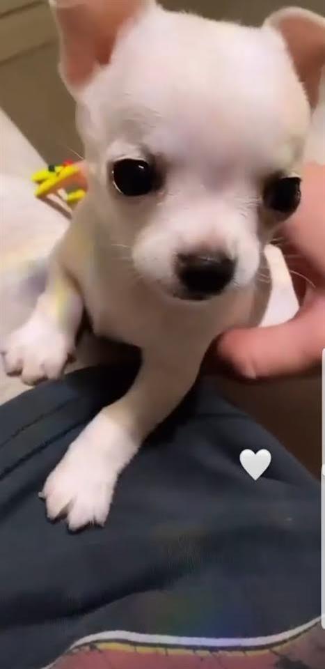 Princess-mini-civave--