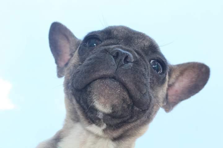 Francuski-buldog-