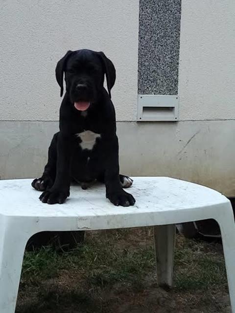 Cane-Corso-stenci