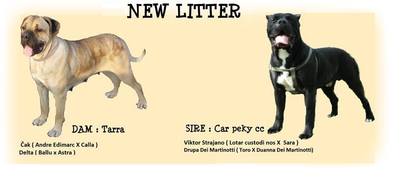 Cane-corso-stenci