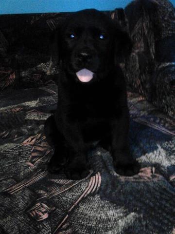 Stenci-Labrador-Retrivera