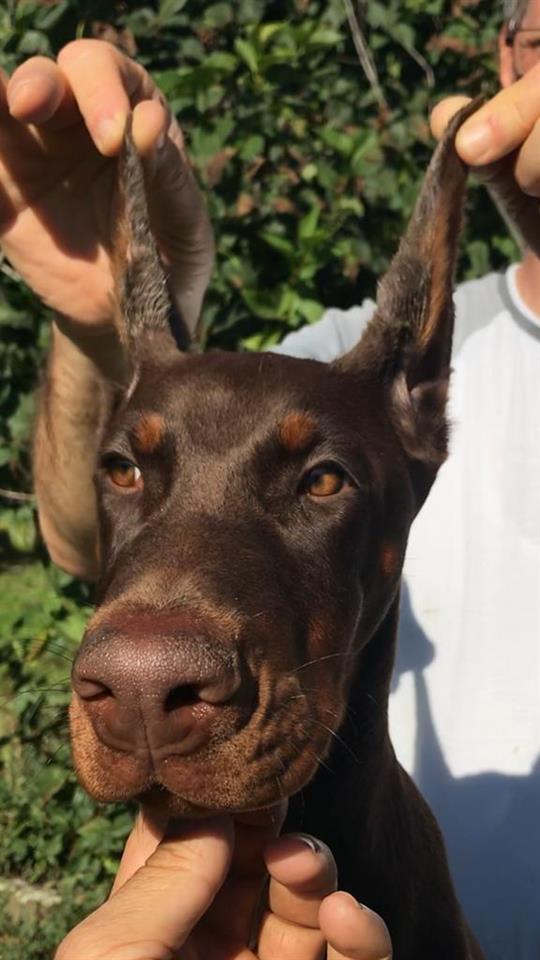 Doberman-štenci