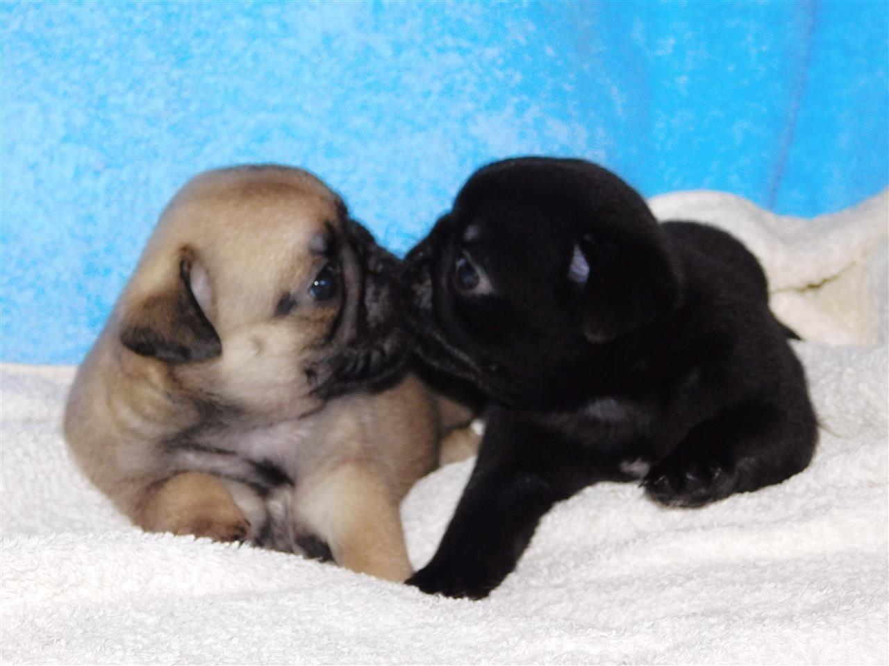 Mops