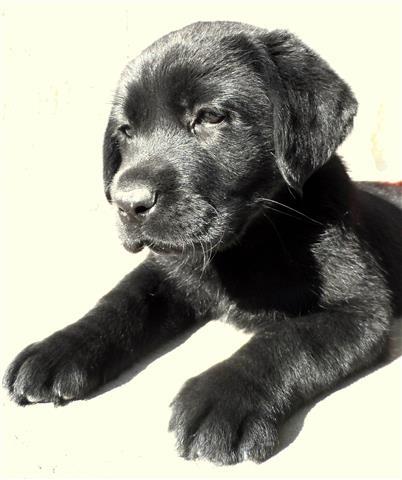 Labrador stene  POVOLJNO