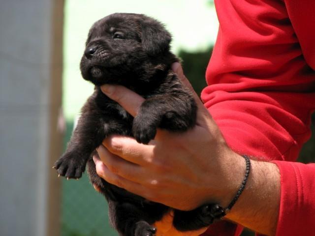 Cane-corso-stenci