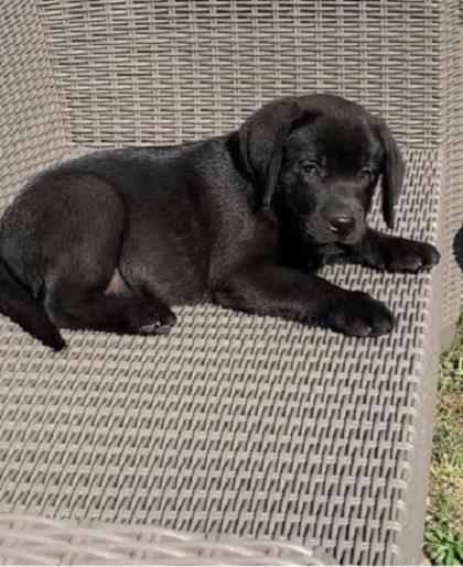 Vrhunski-štenci---Labrador-Retriver