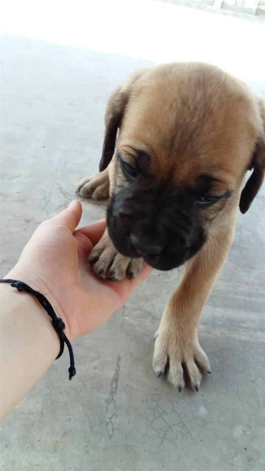 Cane-corso-štenci