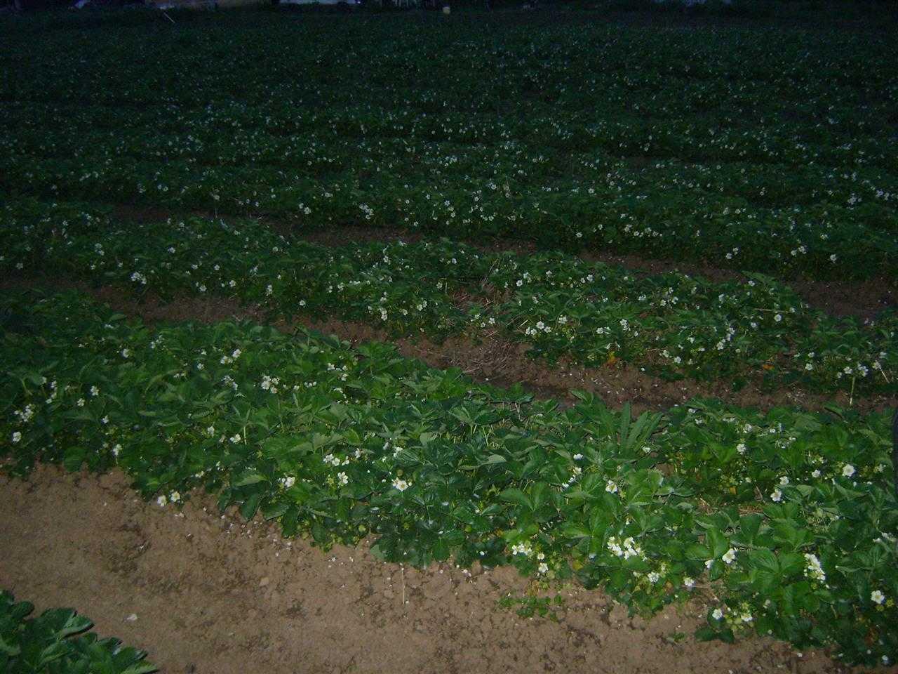 Sadnice-jagode-kleri