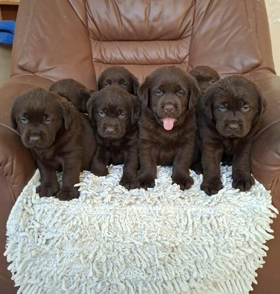 Labrador-retriver-štenci-braon-boje