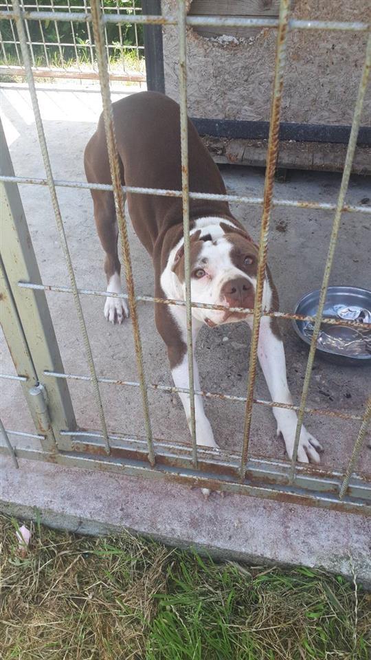 Pitbull-štenci