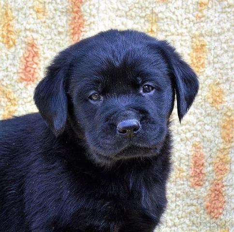 Labrador-retriver--štenci