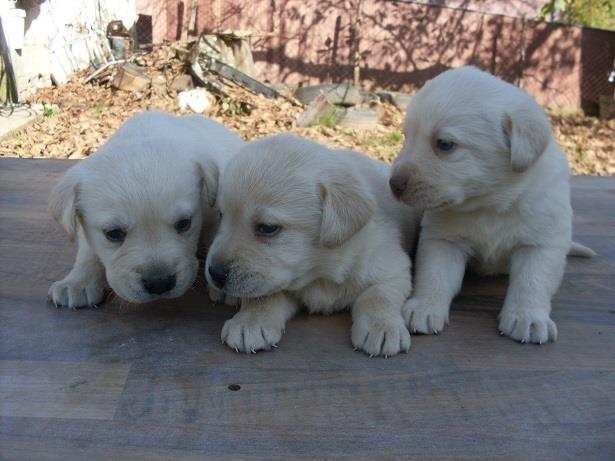 LABRADOR RETRIVER - štenci 