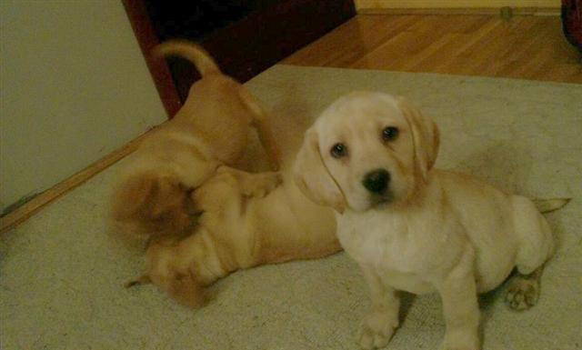 Labrador-retriver