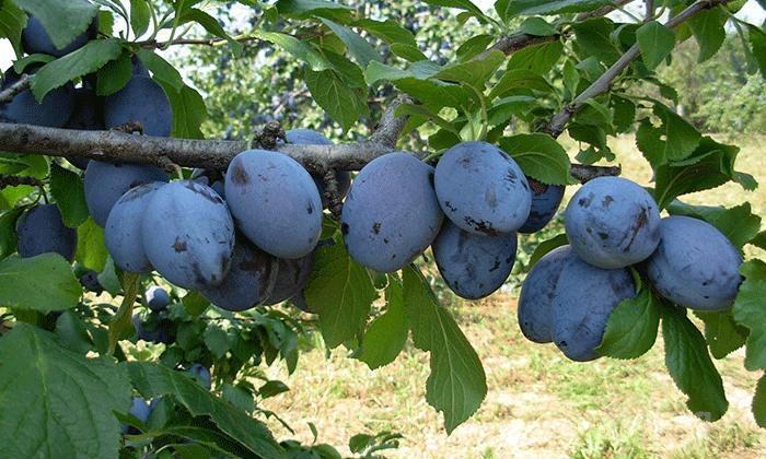 Rakija Od Sljive Cacanska Rodna Kragujevac
