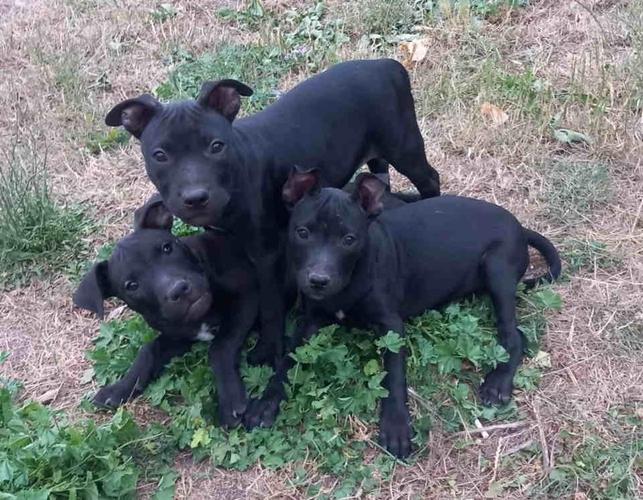 Dostupni štenci PIT BULA,   stari 3 meseca 