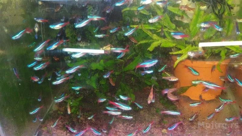Akvarijumske Ribice Veliki Izbor Novi Sad
