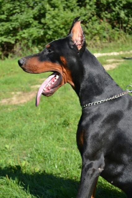 Doberman