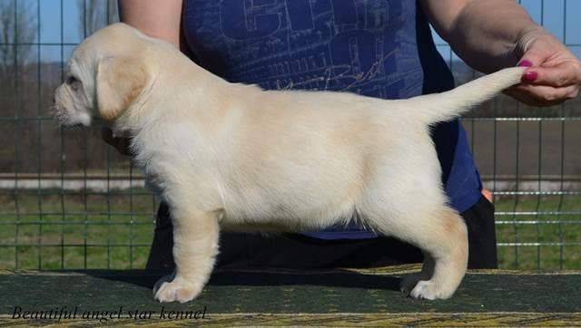 Stenci labrador retrivera 