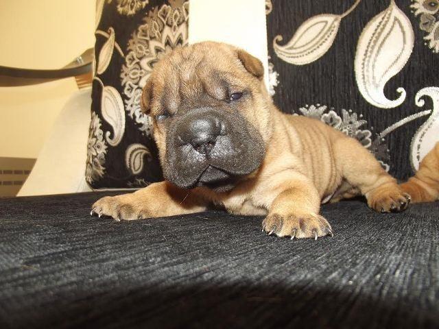 Sar Pej (Shar Pei), stenci