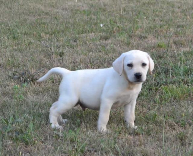 Labrador-retriver