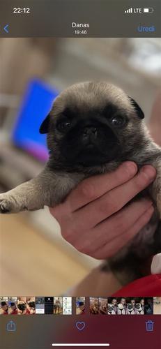 Mops (pug)
