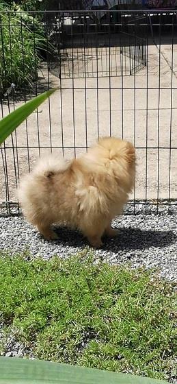 Pomeranac-devojcica