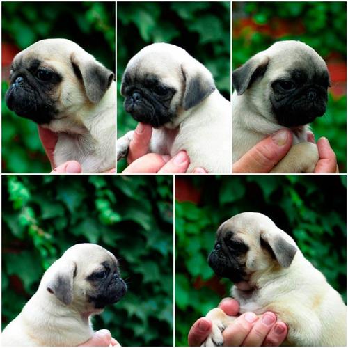Mops stenci