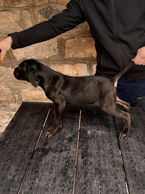 Cane-Corso-štenci