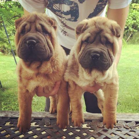 Shar-Pei-ženska-štenad