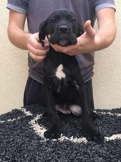 Cane-corso-štenci