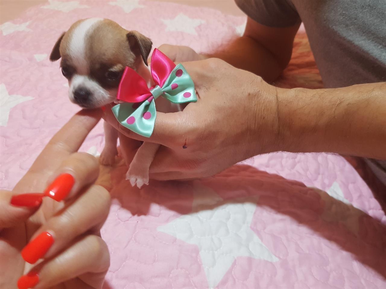 Mini-Čivave