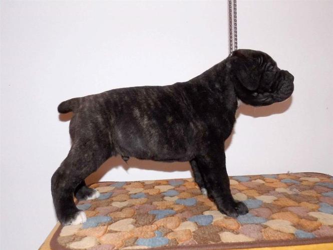 Stenci Cane Corso 