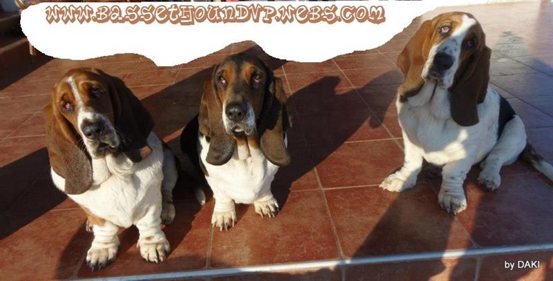 Basset-Hound---baset-stenci
