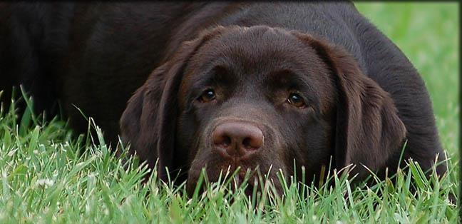 Labrador braon