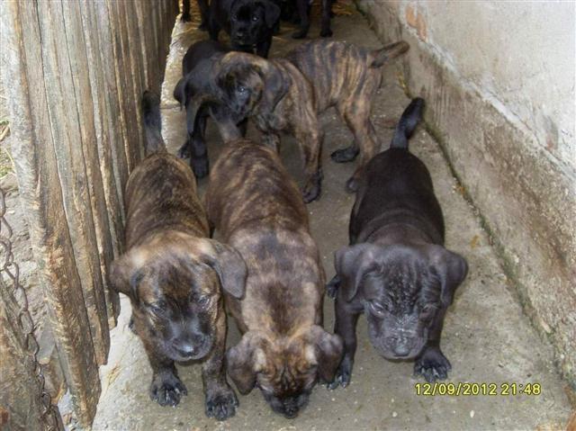 -Stenad-Cane-Sorso