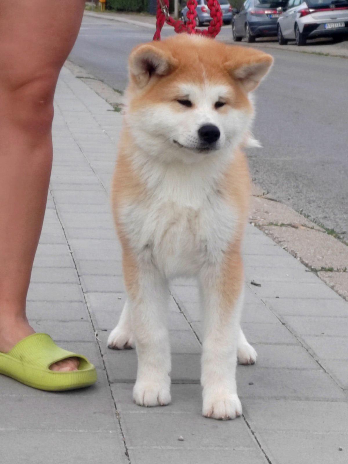 Akita-Inu-prelepi-štenci