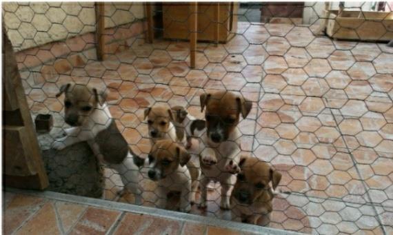 Jack-Russell-Terrier-stenci-